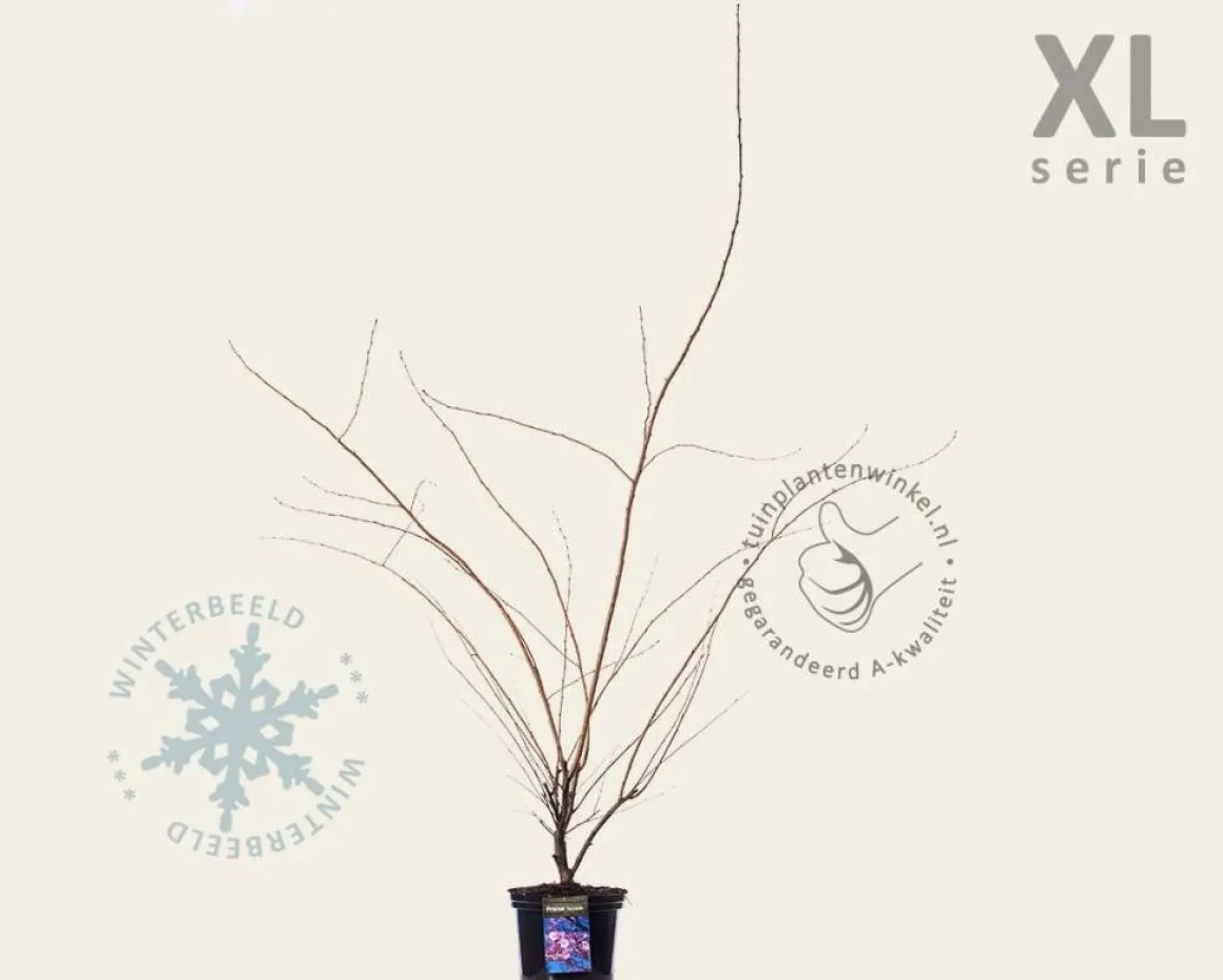 Prunus 'Accolade' - XL