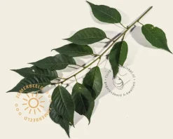 Prunus 'Accolade' - XL+