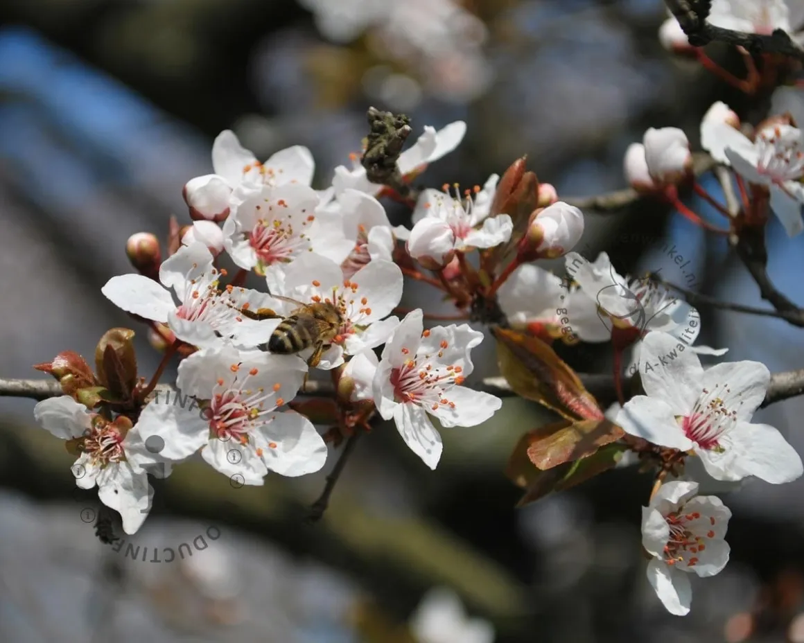 Prunus armeniaca 'Bergeron' - laagstam