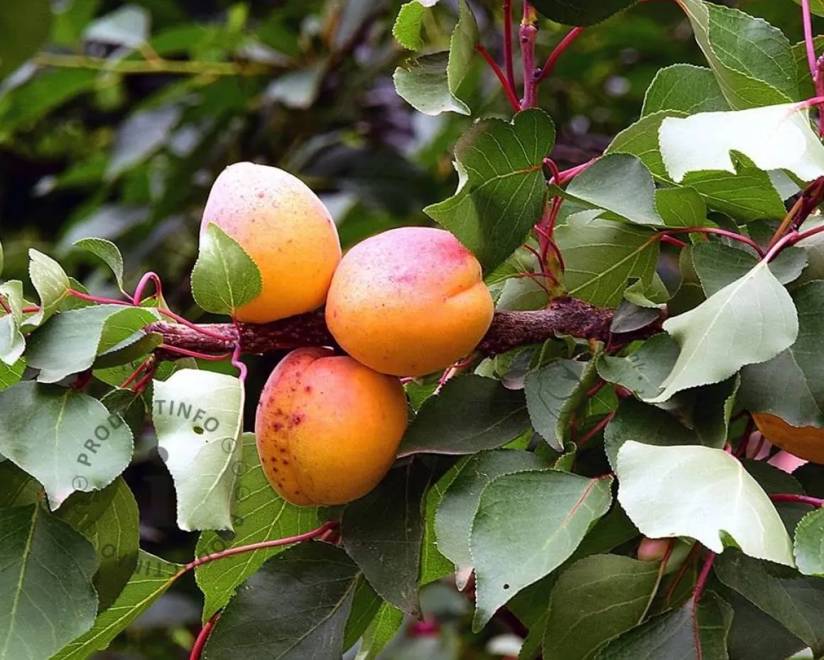 Prunus armeniaca 'Bergeron' - laagstam