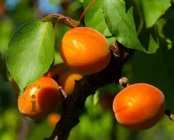 Prunus armeniaca 'Tros Oranje' - laagstam