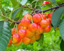 Prunus avium 'Bigarreau Napoleon' - laagstam