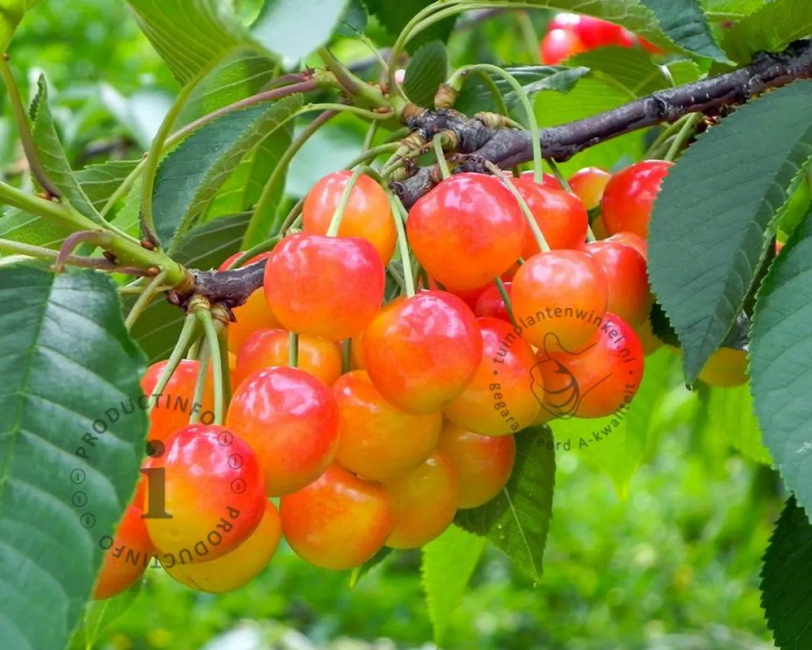 Prunus avium 'Bigarreau Napoleon' - halfstam