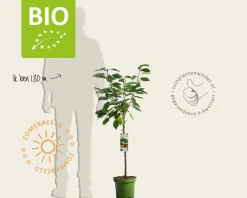 Prunus avium 'Dönissens Gelbe' - BIO laagstam