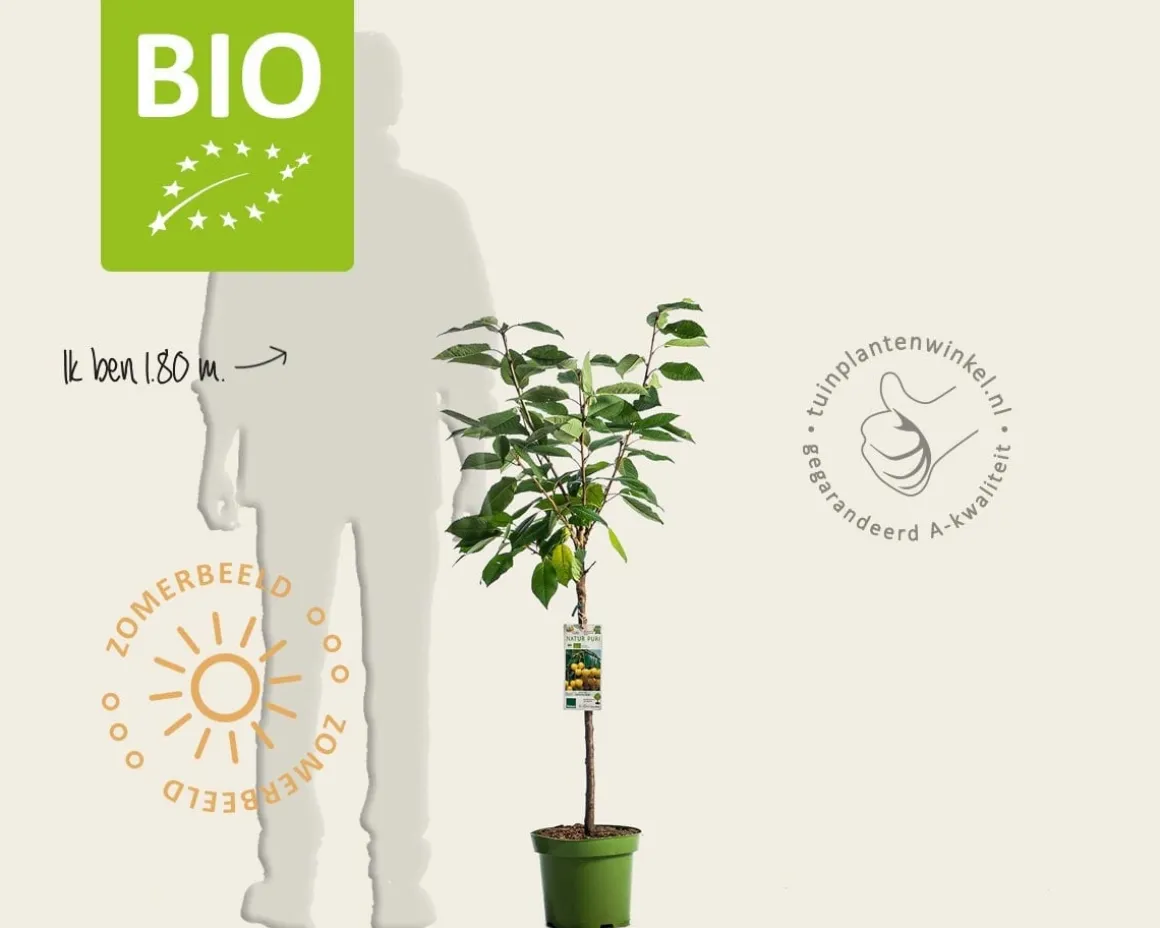 Prunus avium 'Dönissens Gelbe' - BIO laagstam