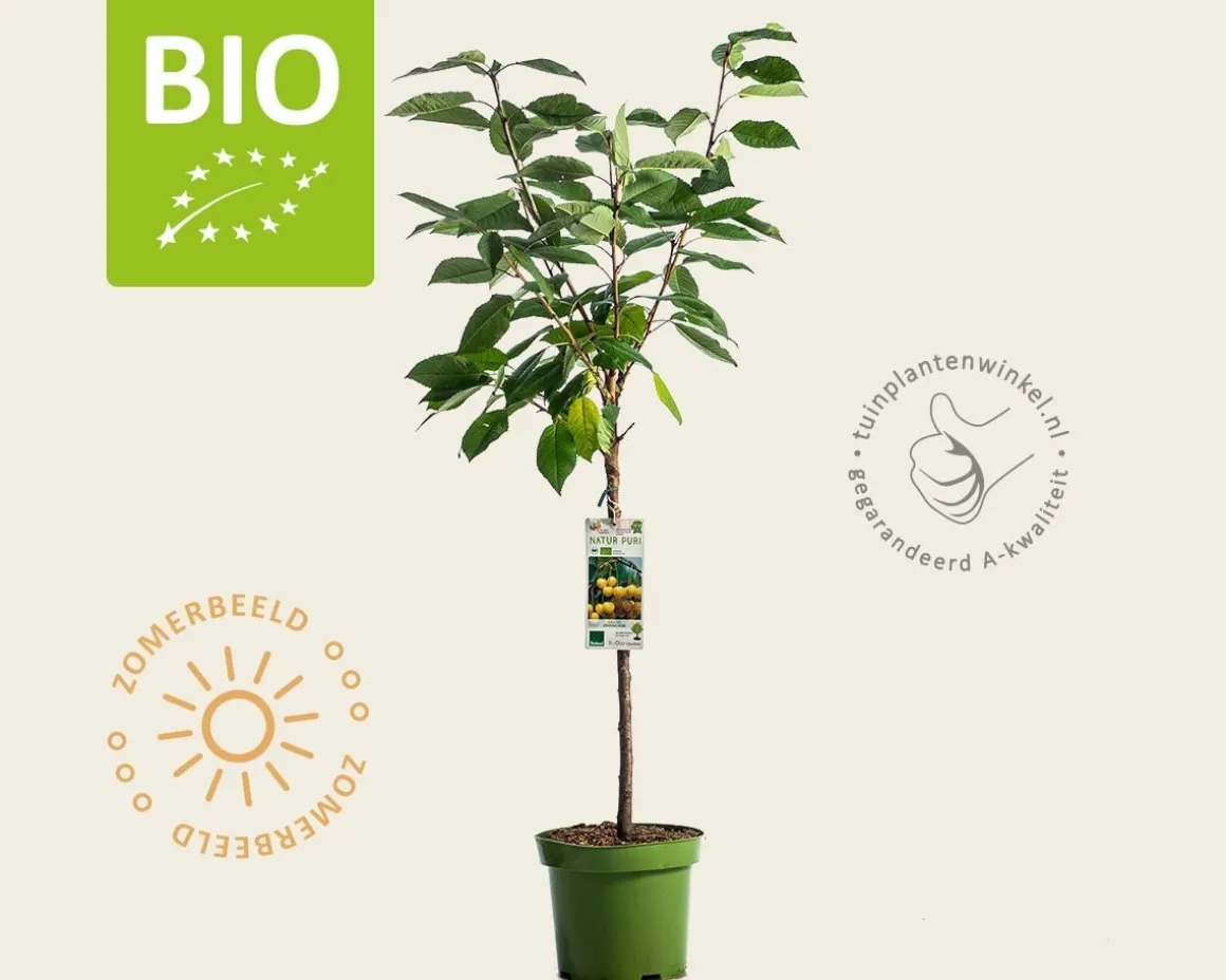 Prunus avium 'Dönissens Gelbe' - BIO laagstam