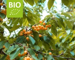 Prunus avium 'Dönissens Gelbe' - BIO laagstam