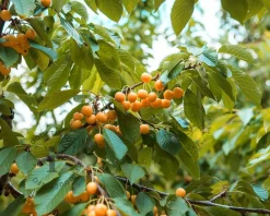 Prunus avium 'Dönissens Gelbe' - halfstam