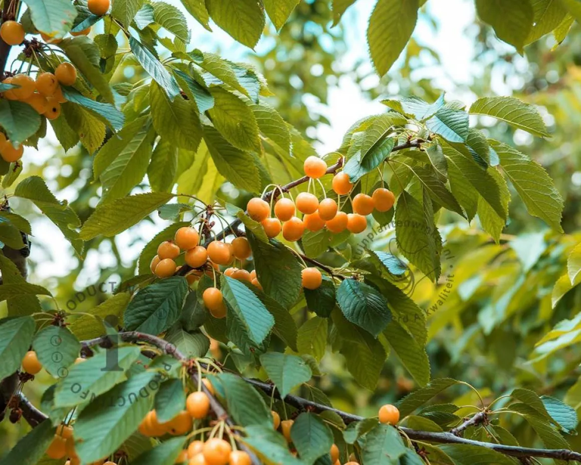 Prunus avium 'Dönissens Gelbe' - laagstam