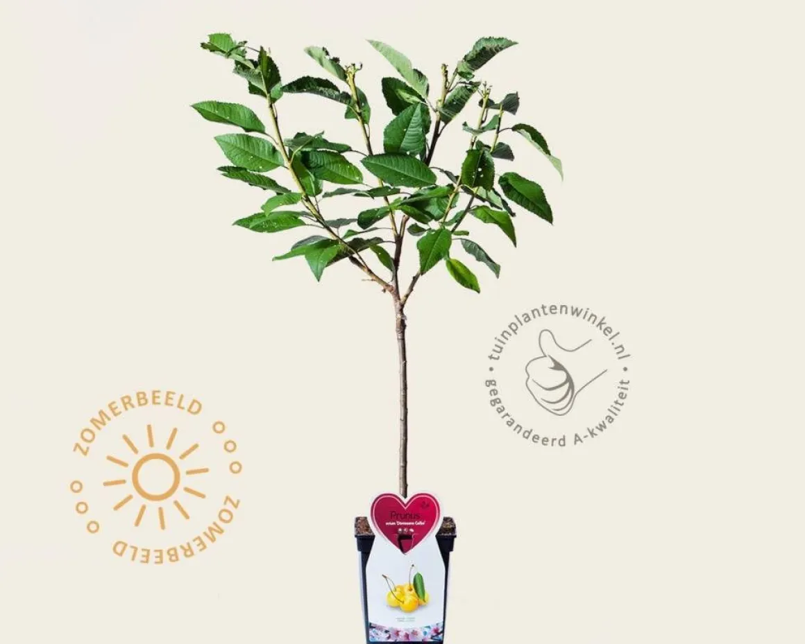 Prunus avium 'Dönissens Gelbe' - mini