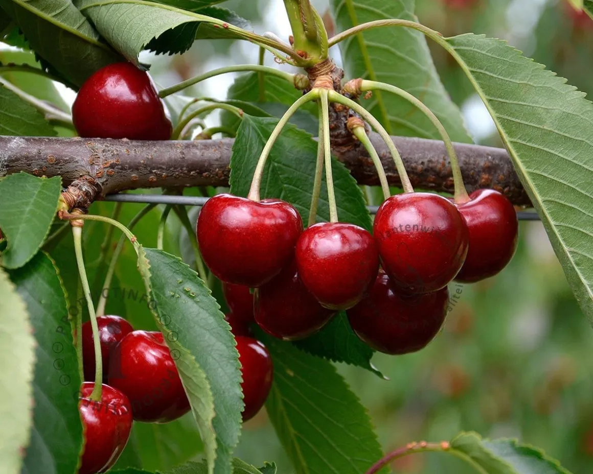 Prunus avium 'Dubbele Meikers' - halfstam