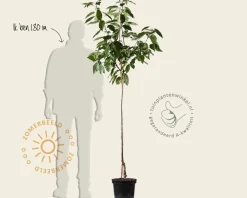 Prunus avium 'Dubbele Meikers' - halfstam