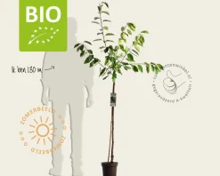 Prunus avium 'Hedelfinger' - BIO halfstam
