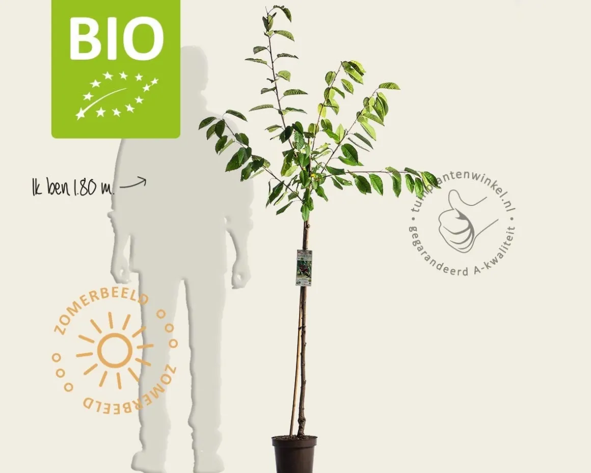 Prunus avium 'Hedelfinger' - BIO halfstam