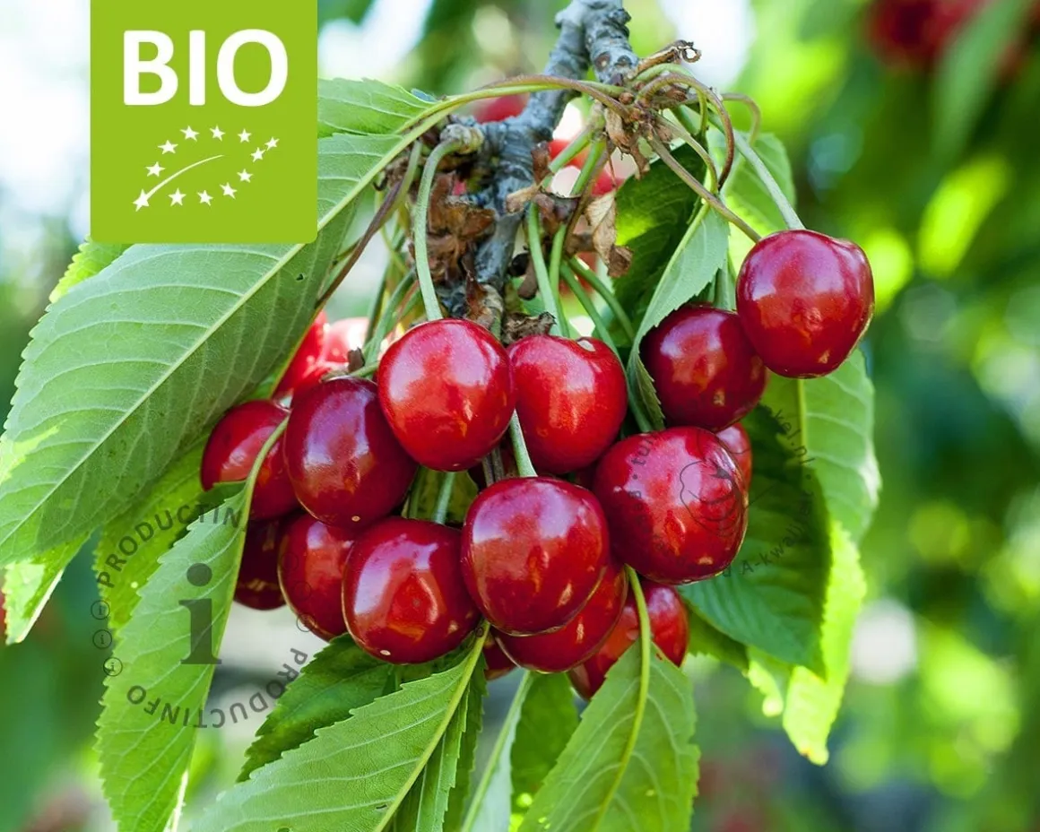 Prunus avium 'Hedelfinger' - BIO halfstam