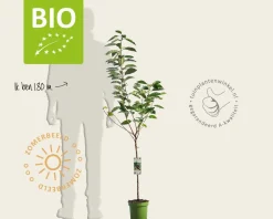 Prunus avium 'Hedelfinger' - BIO laagstam
