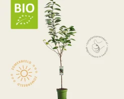 Prunus avium 'Hedelfinger' - BIO laagstam
