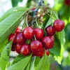 Prunus avium 'Hedelfinger' - halfstam