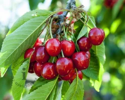 Prunus avium 'Hedelfinger' - halfstam