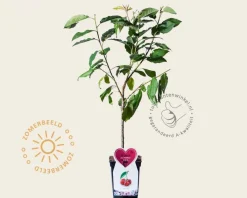 Prunus avium 'Hedelfinger' - mini