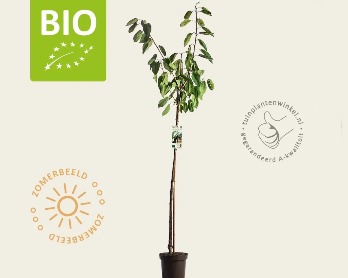 Prunus avium 'Kordia' - BIO halfstam