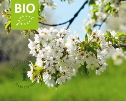 Prunus avium 'Kordia' - BIO halfstam