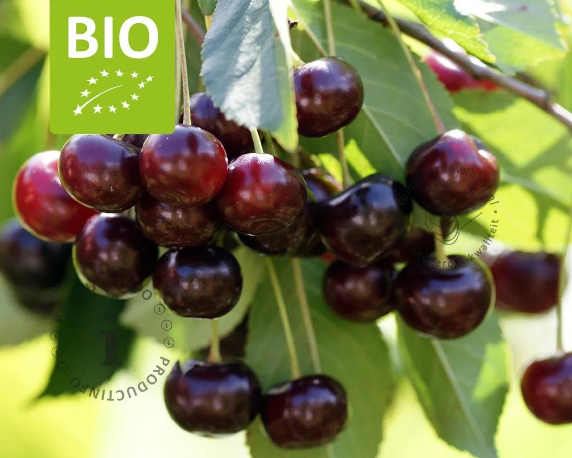 Prunus avium 'Kordia' - BIO halfstam