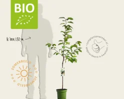 Prunus avium 'Kordia' - BIO laagstam