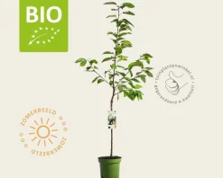 Prunus avium 'Kordia' - BIO laagstam