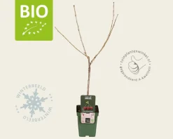 Prunus avium 'Kordia' - BIO mini