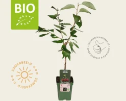 Prunus avium 'Kordia' - BIO mini