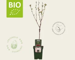 Prunus avium 'Kordia' - BIO mini