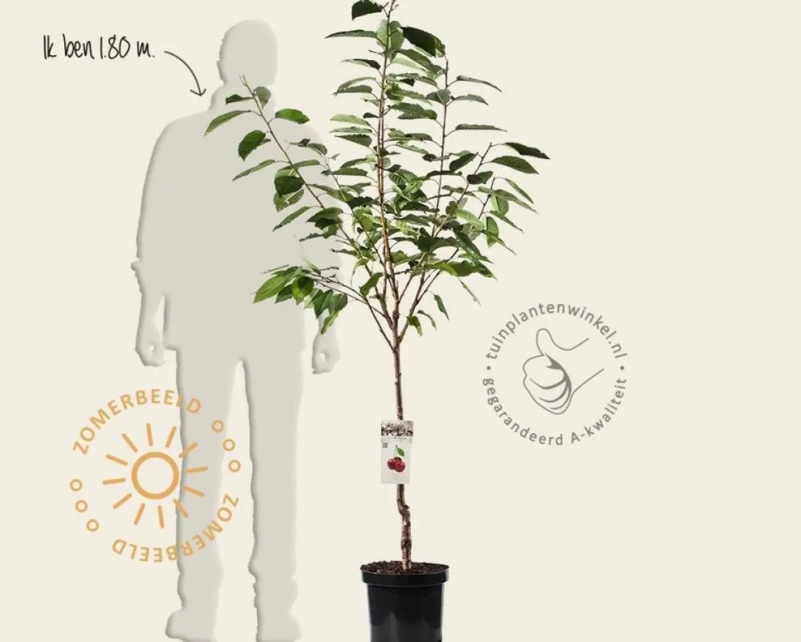 Prunus avium 'Kordia' - laagstam