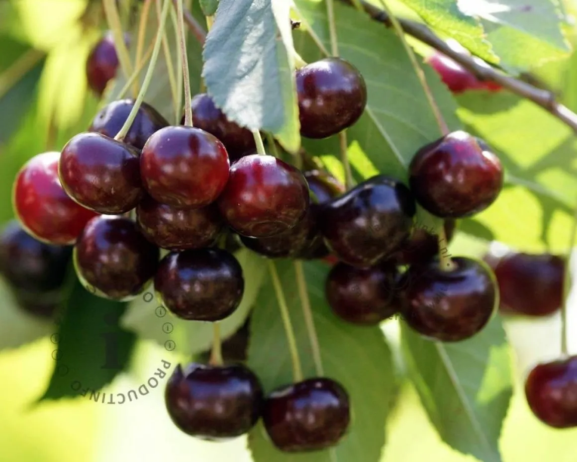 Prunus avium 'Kordia' - laagstam