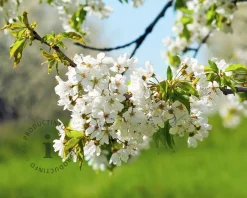Prunus avium 'Kordia' - lei-vorm
