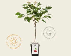 Prunus avium 'Kordia' - mini