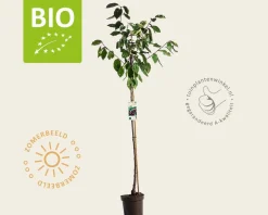 Prunus avium 'Lapins' - BIO halfstam