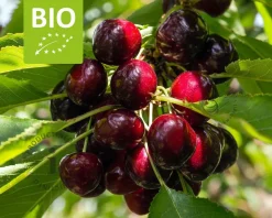 Prunus avium 'Lapins' - BIO halfstam