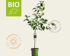 Prunus avium 'Lapins' - BIO laagstam