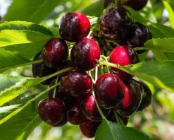 Prunus avium 'Lapins' - hoogstam