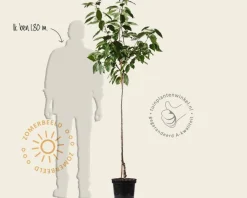 Prunus avium 'Mierlose Zwarte' - halfstam