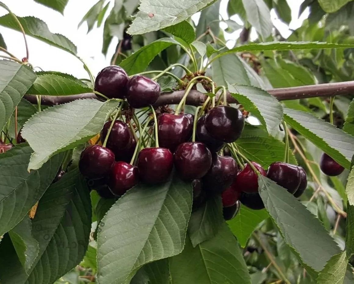 Prunus avium 'Mierlose Zwarte' - hoogstam