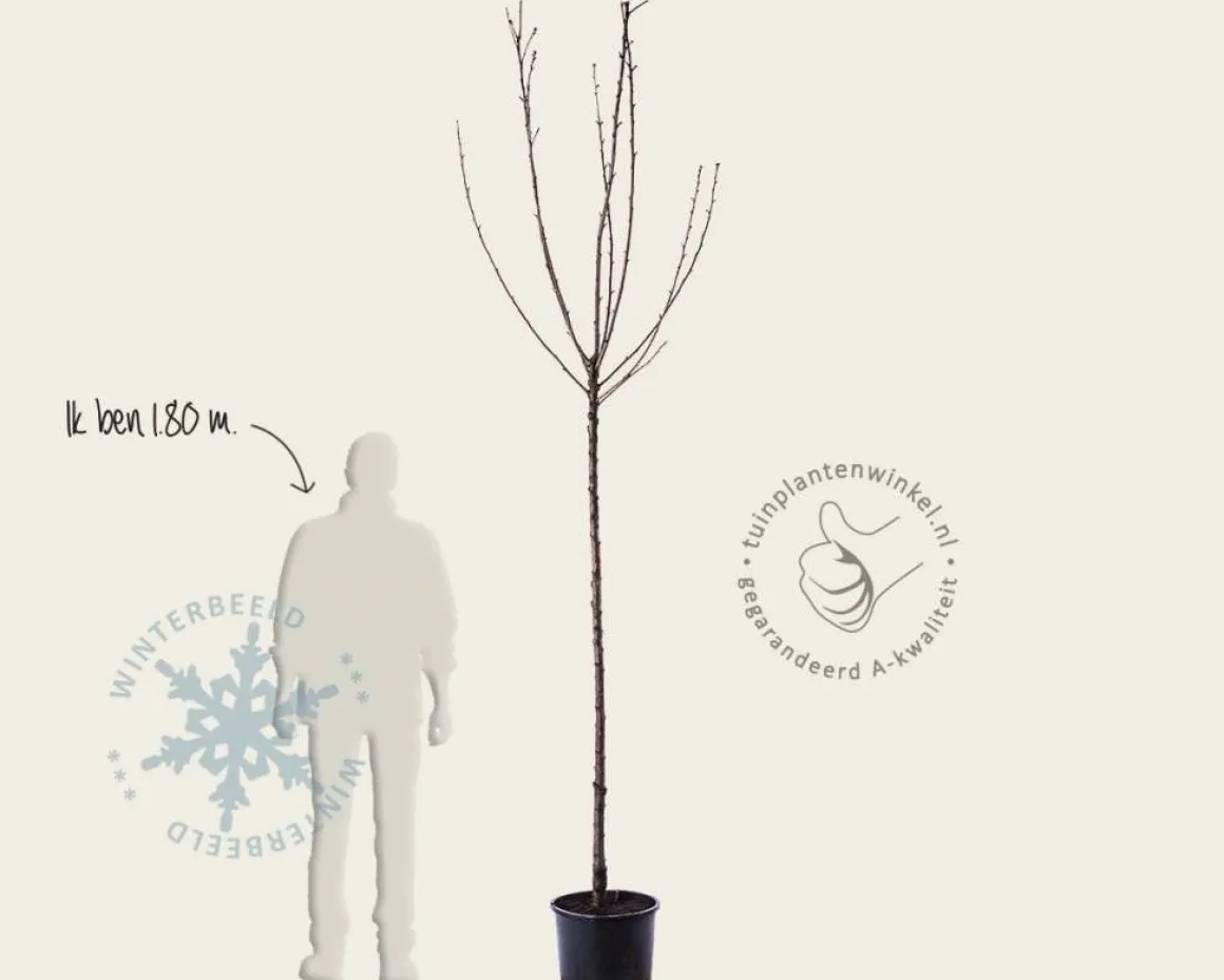 Prunus avium 'Mierlose Zwarte' - hoogstam