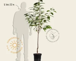 Prunus avium 'Mierlose Zwarte' - laagstam