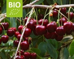 Prunus avium 'Regina' - BIO laagstam