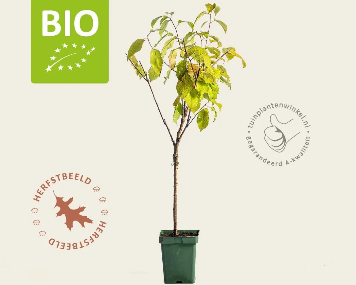 Prunus avium 'Regina' - BIO mini