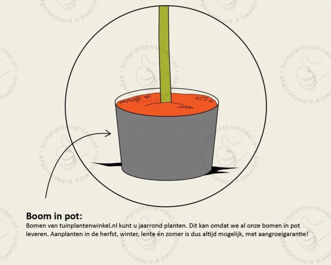 Prunus avium 'Regina' - hoogstam
