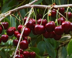 Prunus avium 'Regina' - hoogstam