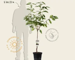 Prunus avium 'Regina' - laagstam