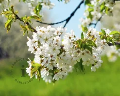 Prunus avium 'Regina' - laagstam